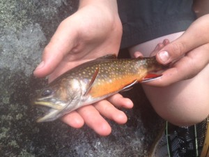 Andrew caught this beautiful native Brook Trout. 