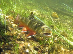 The eager Brook Trout of Straight Creek are perfect for practicing different fly fishing techniques 