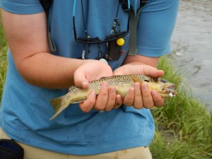 One of the nice brown and brook trout we pulled out of the Big Thompson 