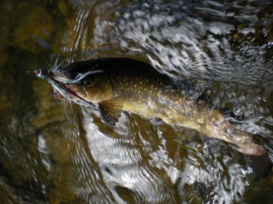 A beautiful wild brookie from the North Fork of the French Broad. 